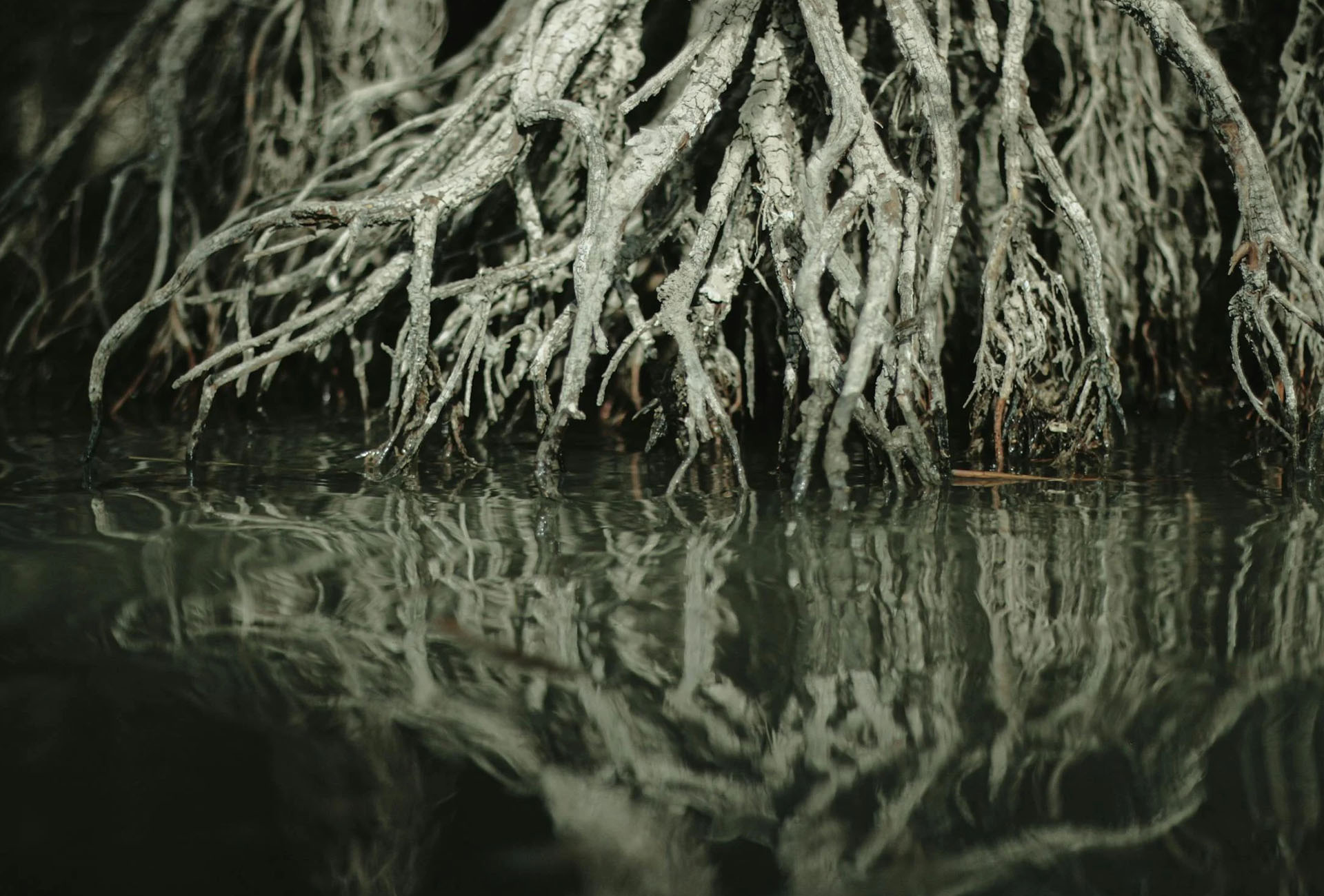 https://clone.wildfitness.com/wp-content/uploads/2024/11/About-Roots.jpg